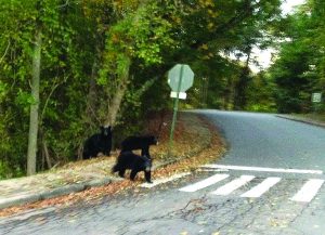 Black bears cross a street on campus. Students report many recent sightings. Photo by Peter Menzies - Contributing photographer.