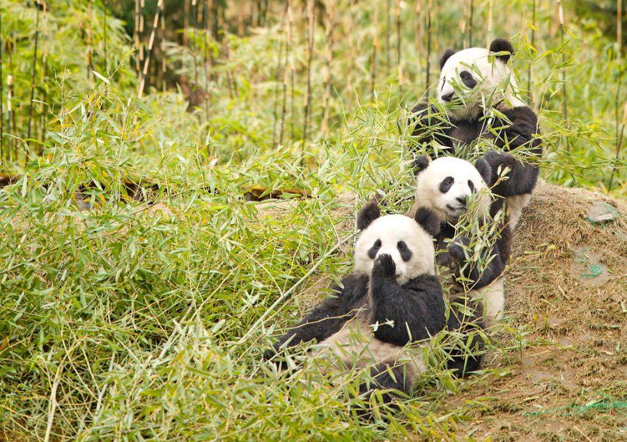 A trio of giant pandas chow down on shoots of bamboo. Photo courtesy of Flickr.