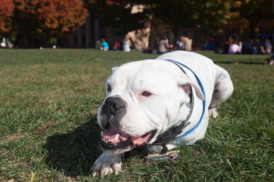 Remembering Rocky the Bulldog. Photo by Aaron Dahlstrom