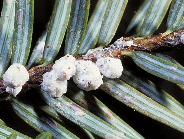 The Hemlock Wooly Adelgid, an aphid-like insect, was introduced to the U.S. by means of trade with Japan in the 1950s. Photo provided by the Hemlock Restoration Initiative.