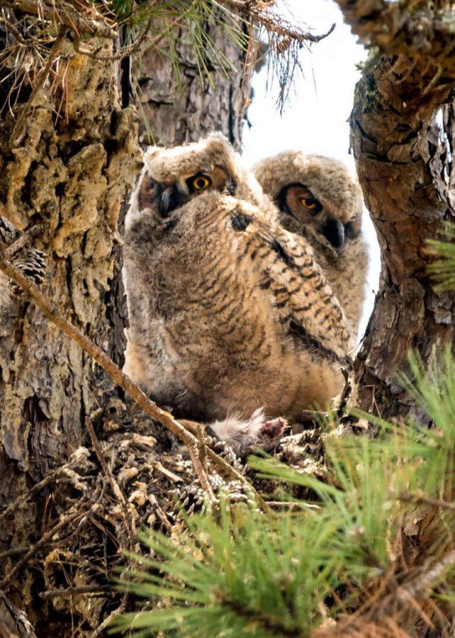 Young Great Horned owl fledglings halted campus construction on UNC Ashevilles campus. Photo by Bill Tynan