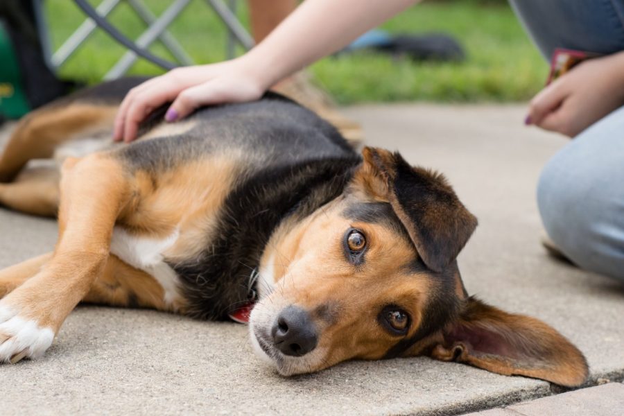 Therapy dogs help students through rough times