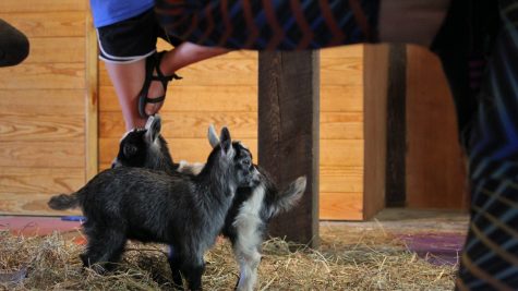 Yoga with goats inspires joy in participants