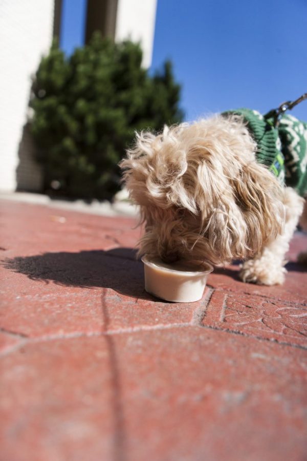 The Hop keeps dog ice cream in stock at all times. Its recipe for dog ice cream utilizes peanut butter, bananas and yogurt. Photo by Nick Hasloff.