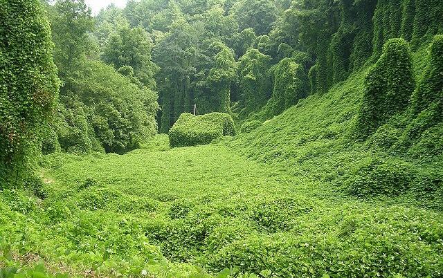 Non native Invasive plants such as kudzu activity choke trees and other plants. Photo Courtesy of RiverLink.