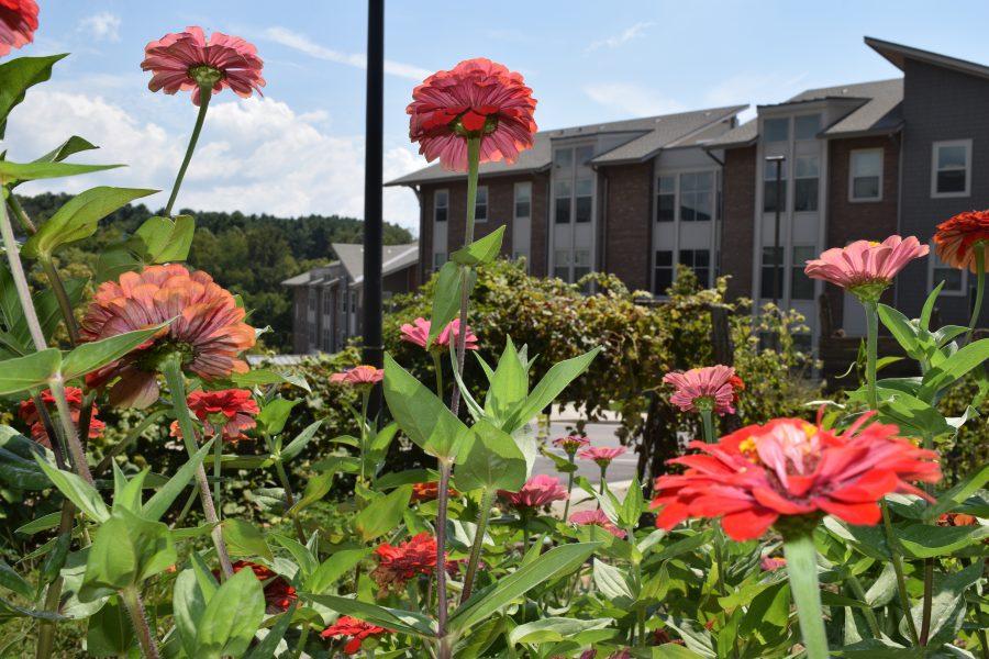 One of the campus’s most common walkways by Brown Dining Hall, is where an edible food garden has begun building ecological relationships for all to enjoy. 