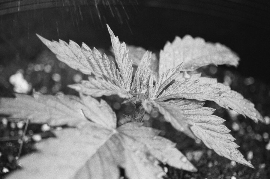 Photo by: Emily-Ann Trautman
A budding marijuana plant gets treated with neem oil. 