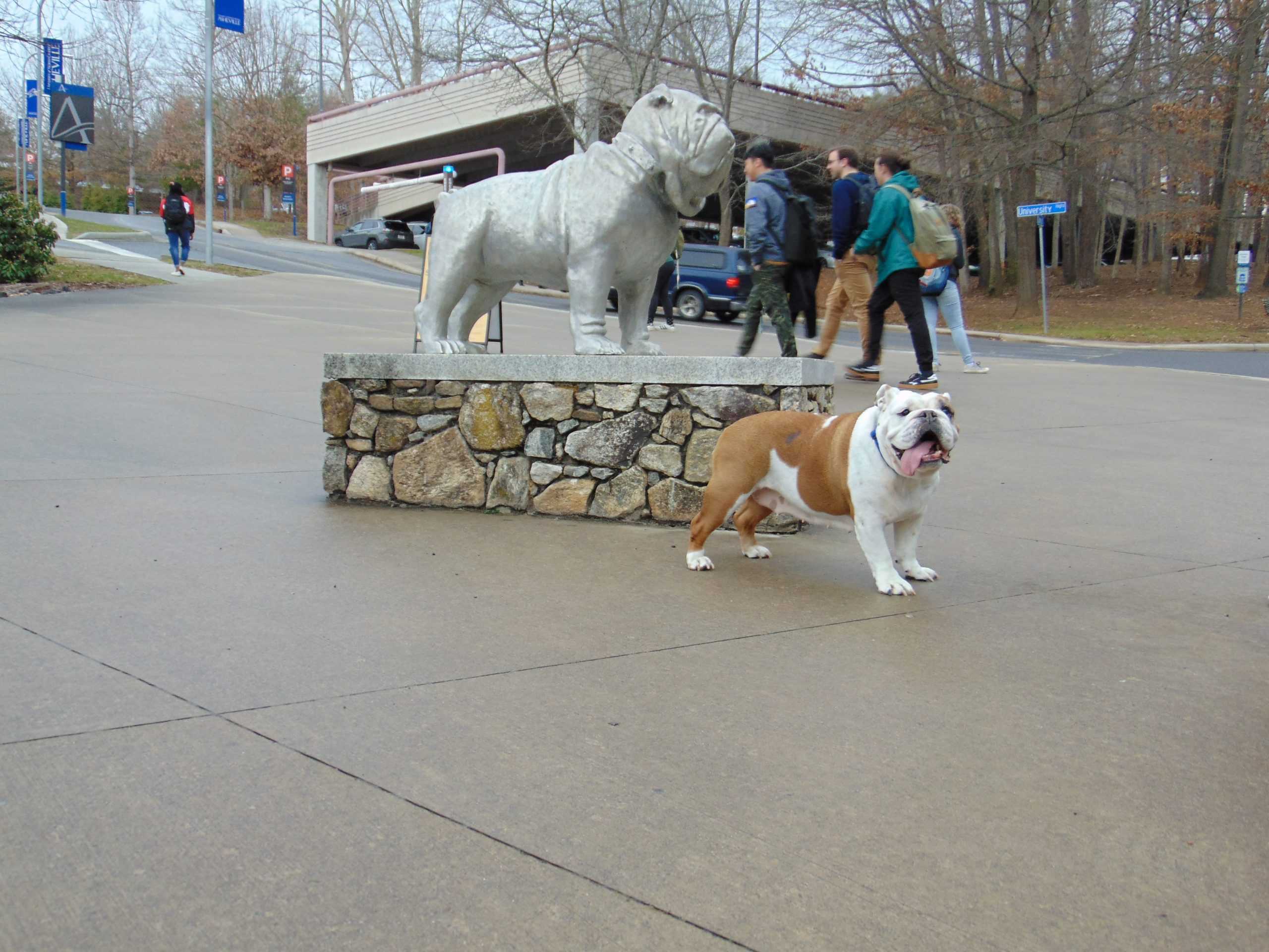 UNC Asheville Welcomes Pumpkin The Bulldog To Campus – The Blue Banner