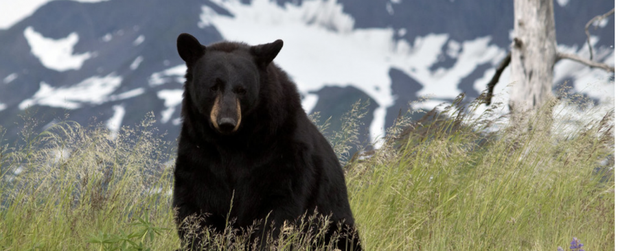 Photo By Creative Commons
Black bear sightings increase in the warmer weather. Students should keep a safe distance from black bears, who, if provoked, can run at 30 MPH. 