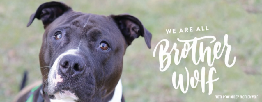 Photo Provided By Brother Wolf
Brother Wolf Animal Rescue strives to build no-kill communities by providing resources and life-saving programs.