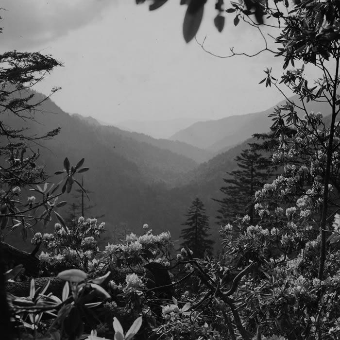 A view of a blooming landscape through George Masa’s camera lens. Photo By: Western North Carolina University Library/ George Masa