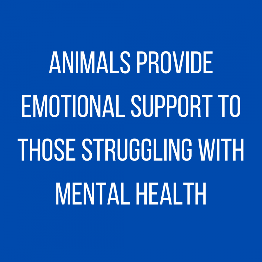 Animals provide emotional support to those struggling with mental health