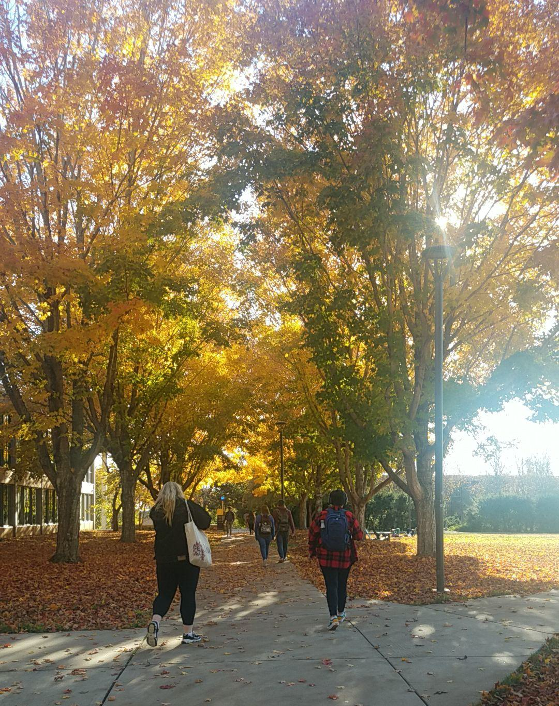 UNCA students enjoy the fall foliage between classes in the fall of 2019