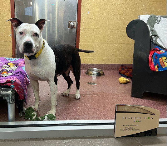 Senior dog Cassie watches from her featured adoptable dog condo.