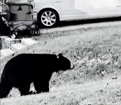A tagged bear walks through a North Asheville neighborhood, 2021.