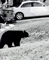 A tagged bear walks through a North Asheville neighborhood, 2021.