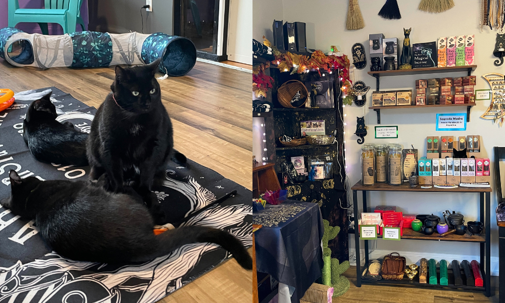 Some of the supplies House of Black Cat Magic has in their retail space and a few of the cats in the black cat lounge. 