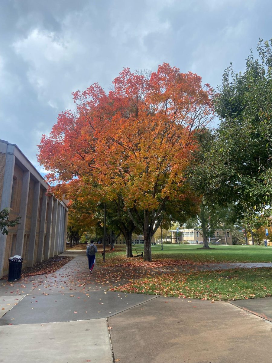 The fall leaves changing on campus at UNCA.