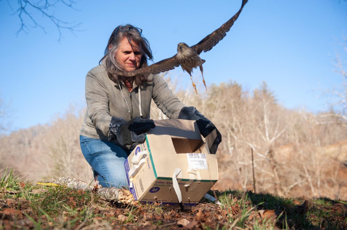 Vergara releasing a rehabilitated bird back into nature.