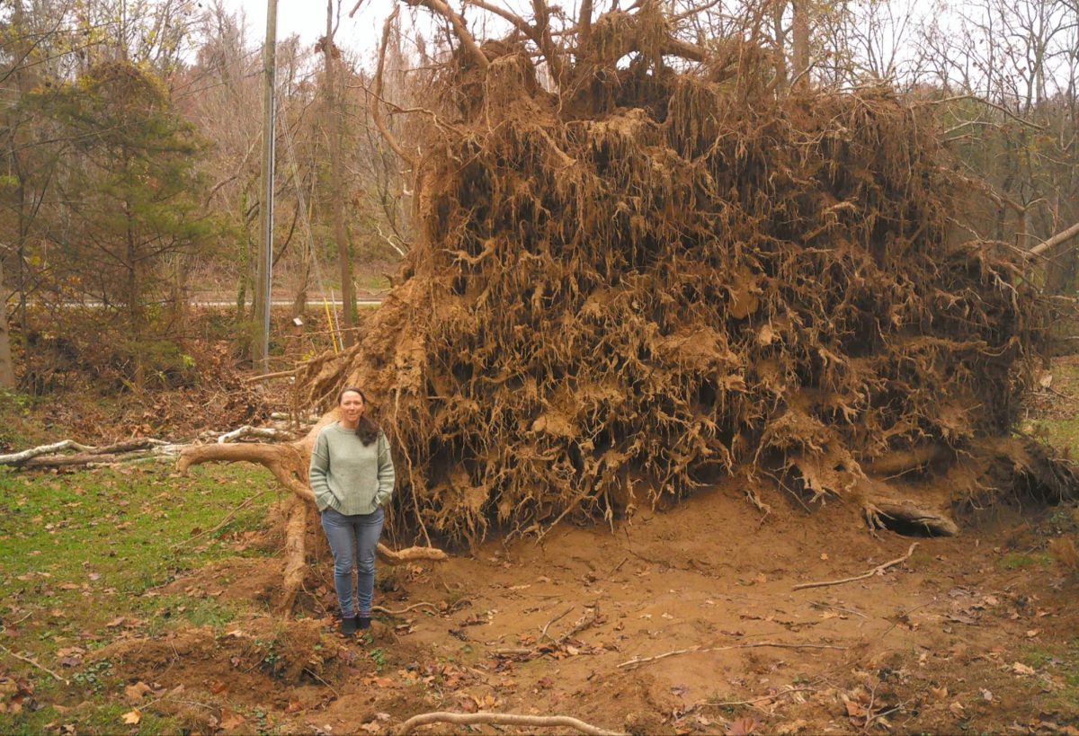 Asheville Botanical Gardens Operations Manager Kaita Collier stands beside an upturned root ball in ‘Sycamore meadow.’