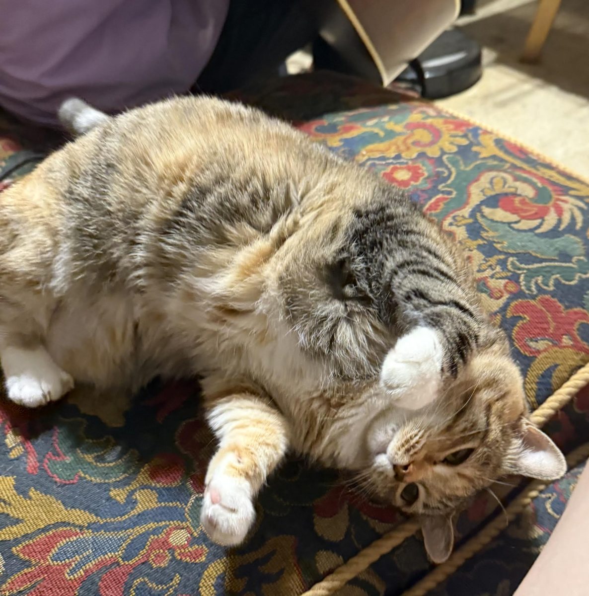 Tortoiseshell Cat Tuffy sprawls out on a couch near Lake Junaluska.