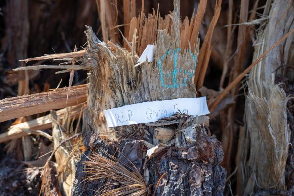 The Asheville community leaves notes for the newly-excavated UNCA-owned urban forest.