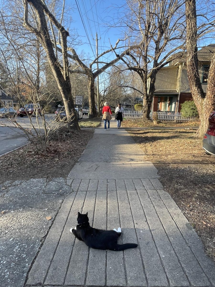 The "neighborhood cat" finds a place to rest on Montford Avenue.