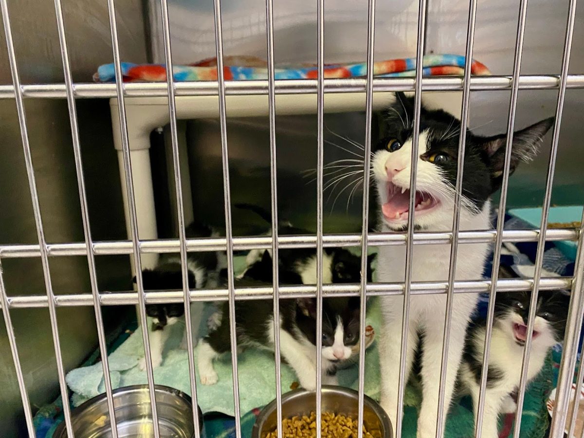 A new mom recovers from birth and cares for her own kittens at Esther Neonatal Kitten Alliance. 