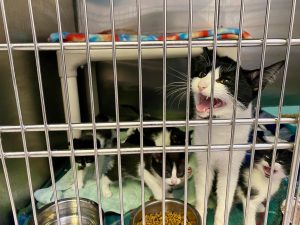A new mom recovers from birth and cares for her own kittens at Esther Neonatal Kitten Alliance. 