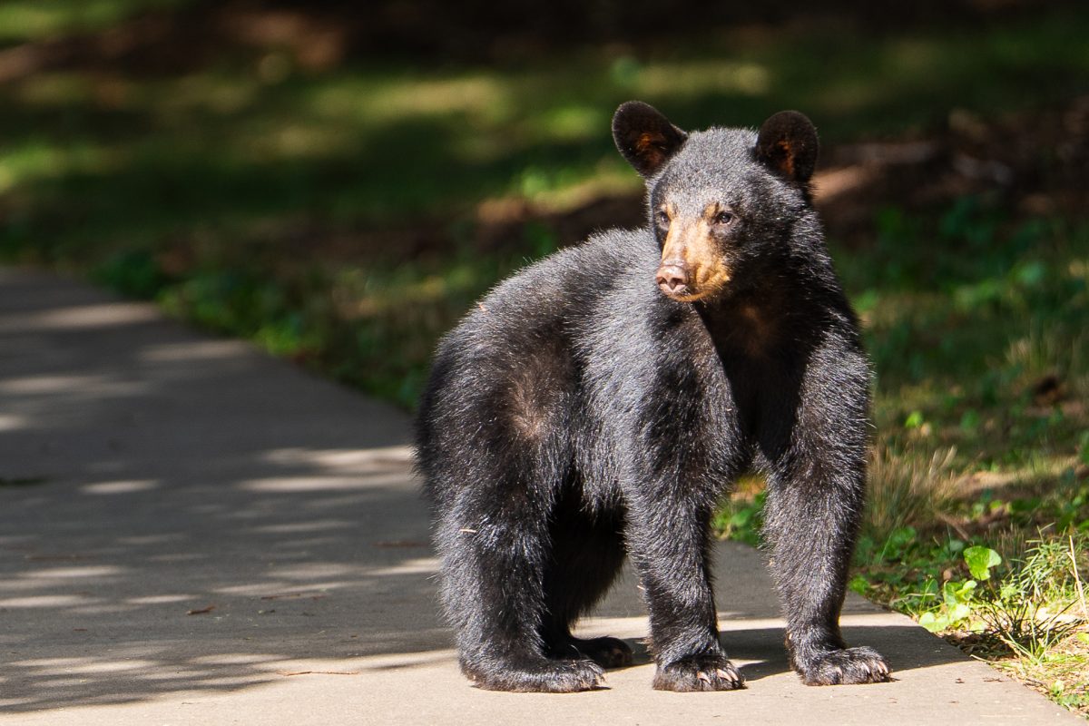 A bear cub hangs out on the UNCA quad.