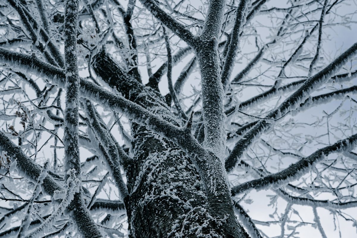 Ice coats tree branches last winter in Western North Carolina. Forecasters say a winter storm could impact the region this weekend. 