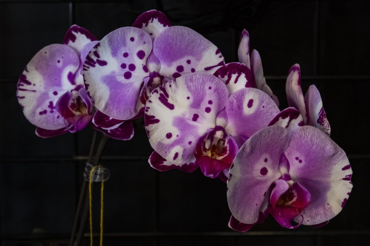 Orchid Festival Photo Gallery