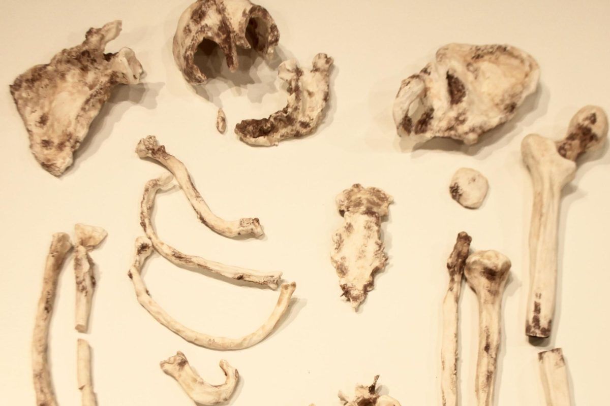 A photo of ceramic bones sculpted by Eli Landis.
